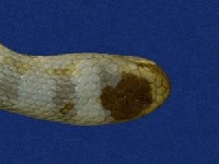 黃唇青斑海蛇藏品圖，第3張